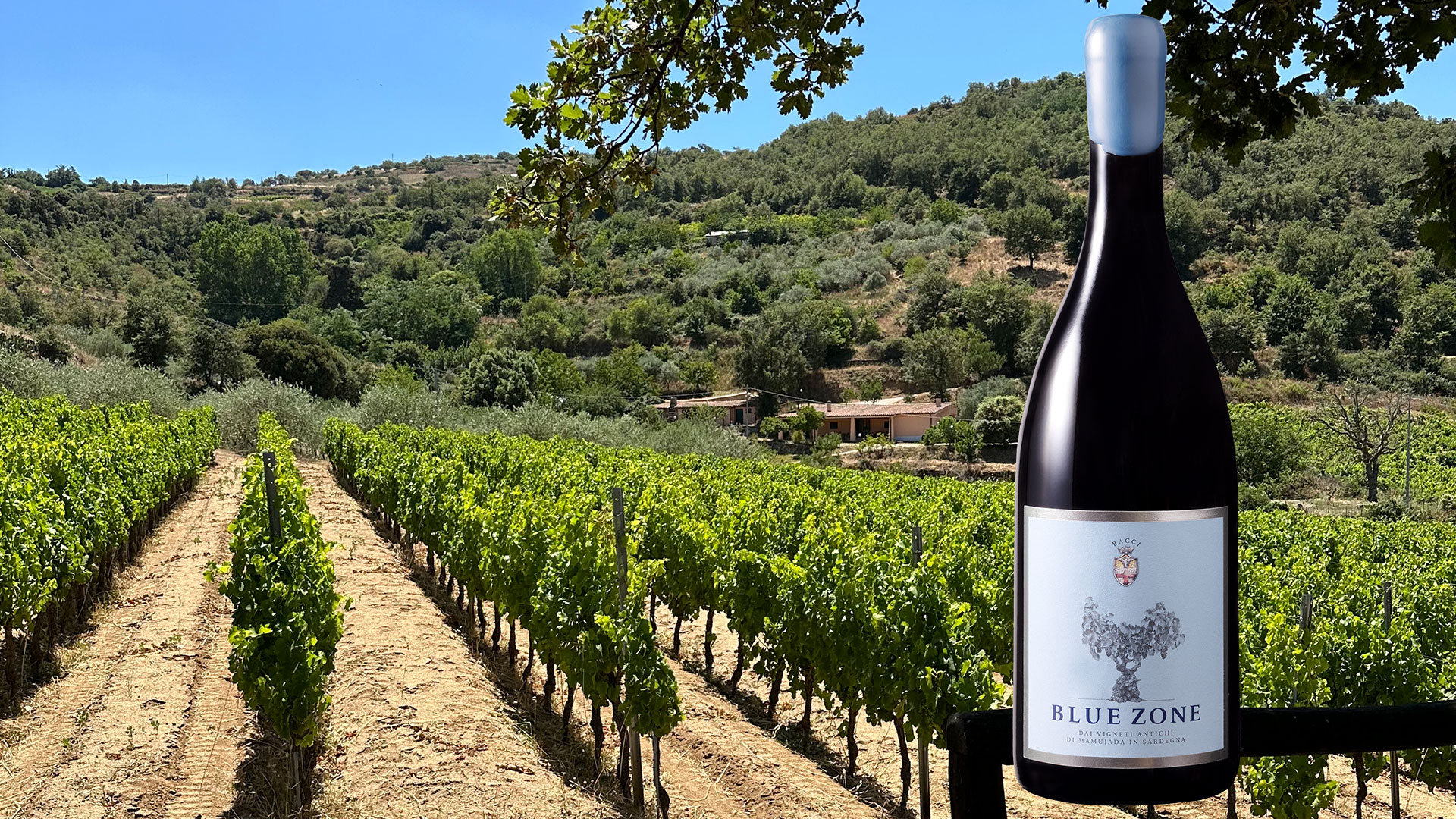 Sardinian Splendour: Old vines in remote Mamoiada yield wines that are now on the lips of the world